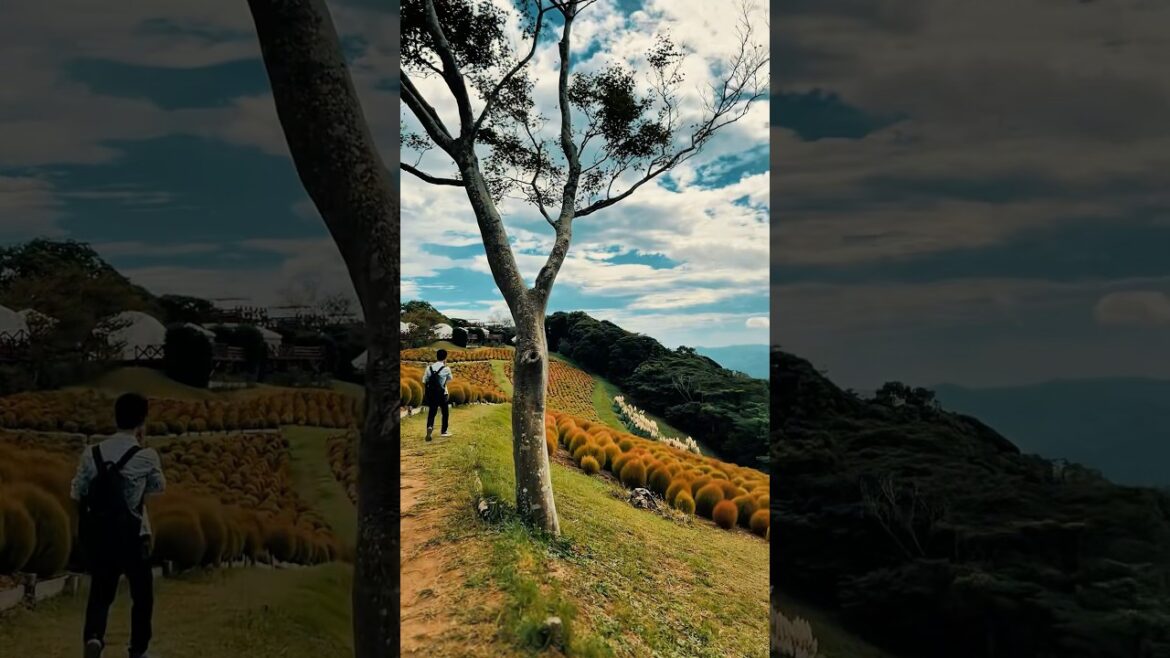 Mother Farm Chiba Japan🌸 (マザー牧場) #japan #travel #motherfarmjapan