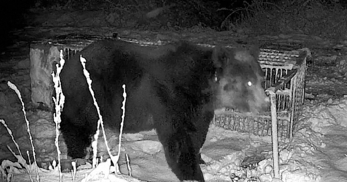 Video catches 400-kg brown bear toppling metal trap in Hokkaido, escaping capture
