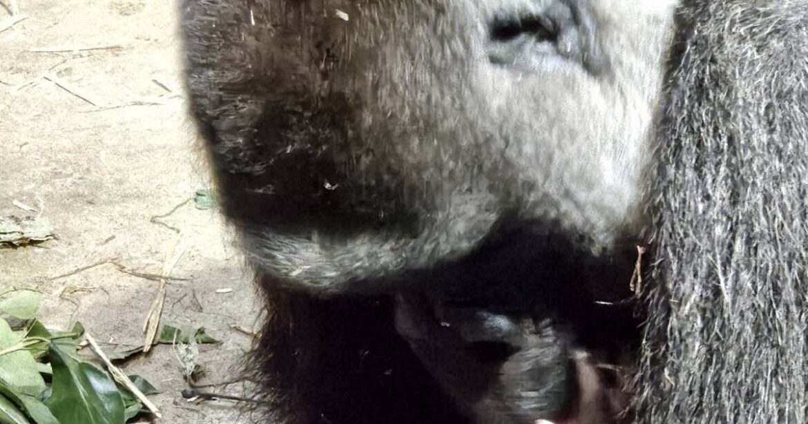 1st baby western gorilla born at Kyoto City Zoo in 6 years