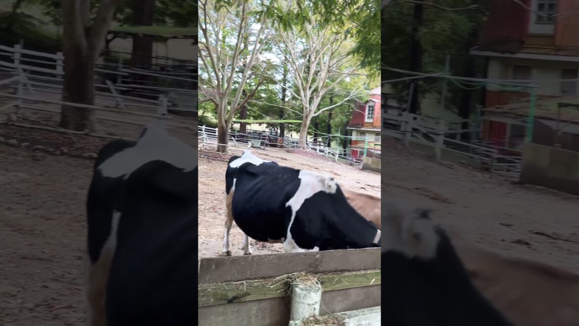 【KOBE】Must-See Tourist Attraction - Rokkousan Pasture