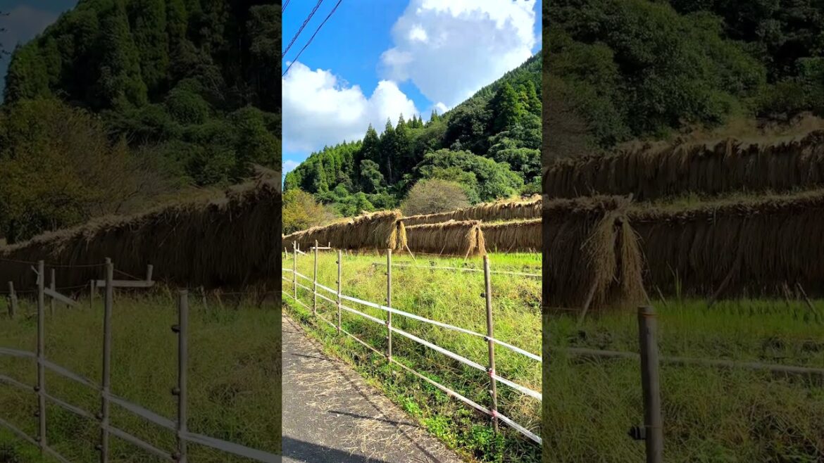 Rice Reaping: Nukudani, Minamata, Kumamoto, Japan #japanesecountryside