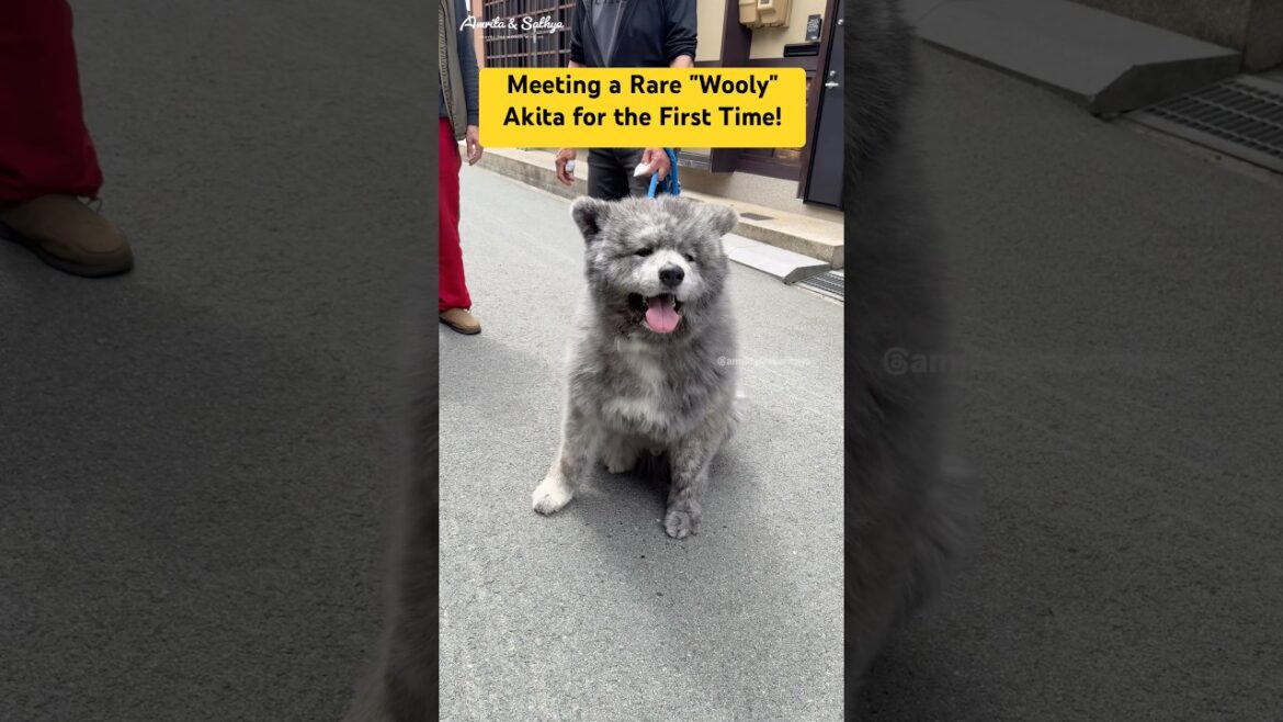 Meeting a Rare "Wooly" Akita for the First Time!