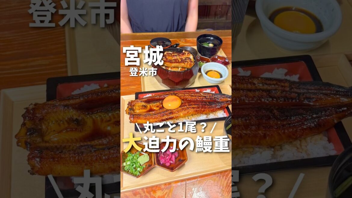 【宮城グルメ】丸ごと一尾？！迫力満点の鰻重✨#仙台グルメ #宮城グルメ #仙台旅行 #宮城旅行 #仙台観光 #宮城観光 #うなぎ #japantravel #japanesefood #shorts
