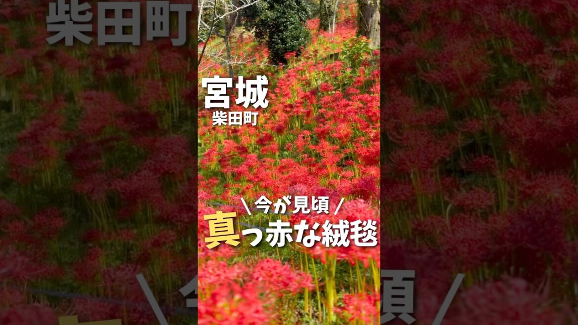 【宮城観光】50万本の神秘的な彼岸花🌺#宮城旅行 #宮城旅行 #仙台旅行 #仙台観光 #彼岸花 #miyagi #sendai #japantravel #japan #flower #shorts
