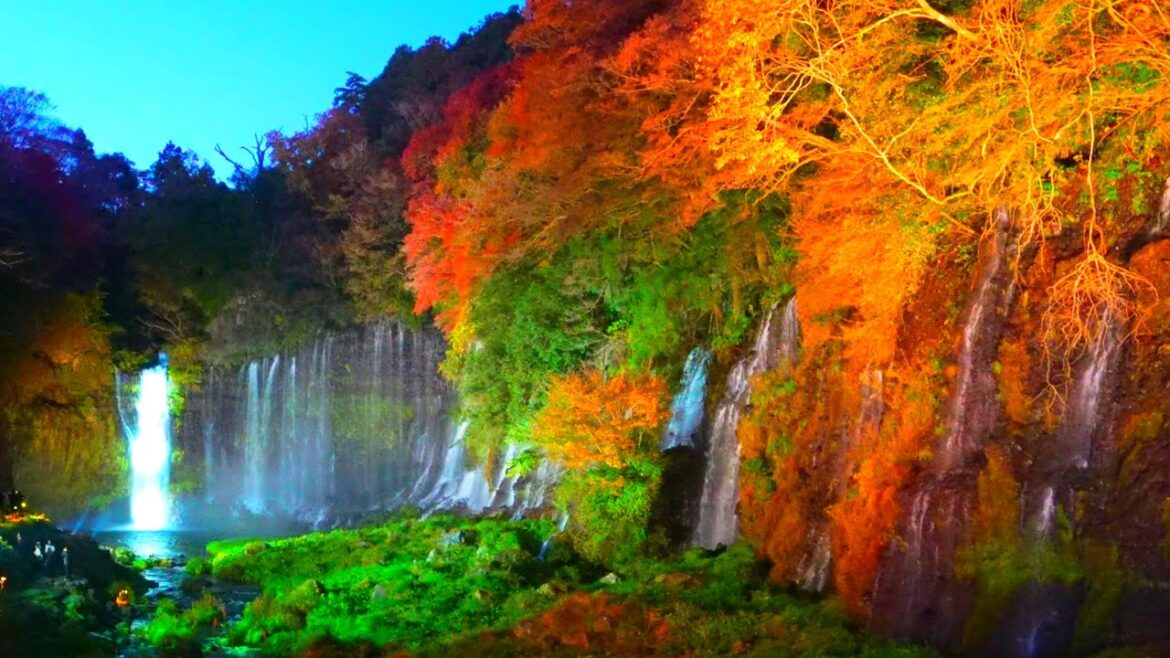 The Shiraito Falls, a World Heritage Site, illuminated!
