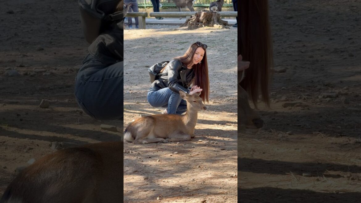 奈良のかわいい子鹿が観光客の心をつかむ瞬間！🫎