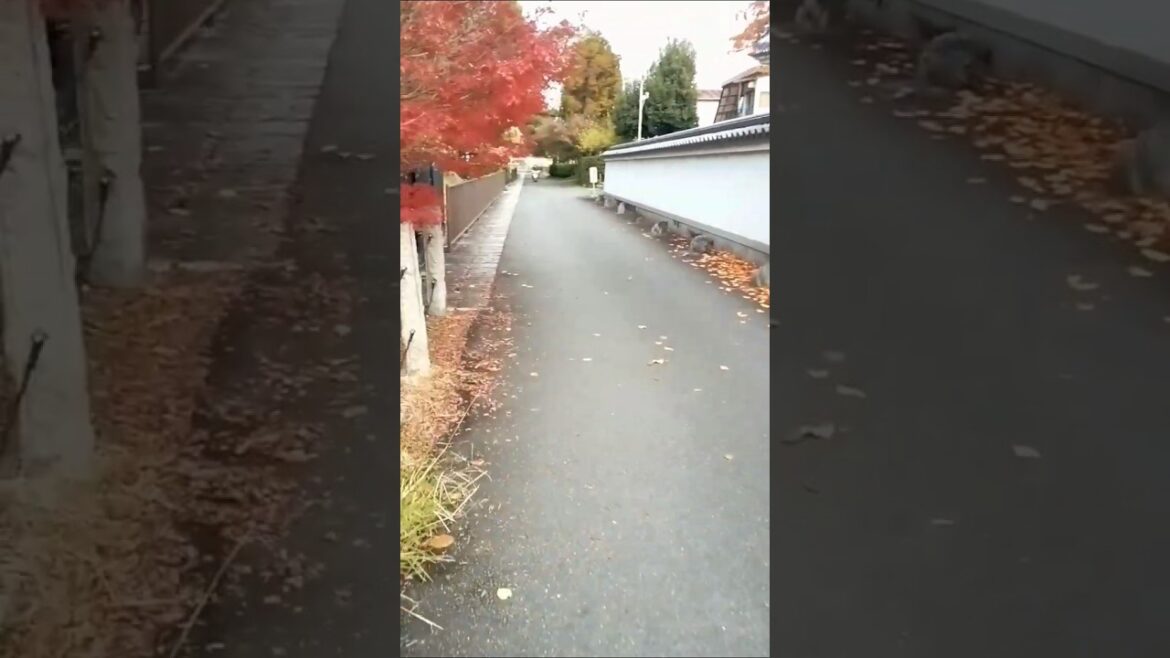 京都　城南宮、北向山不動院、安楽寿院 5　Jonangu Shrine and other locations in Kyoto