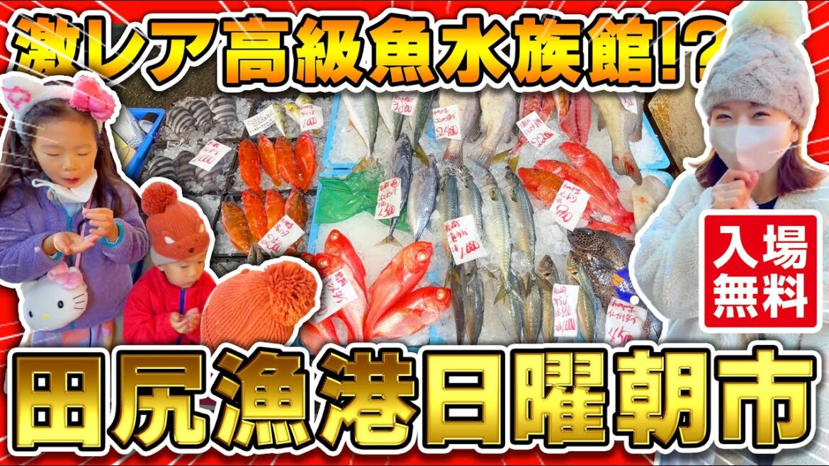【大阪･田尻漁港】超高級魚が格安で買える！？田尻漁港の日曜朝市！＃田尻漁港　＃魚市場 ＃漁港  ＃朝市　＃日曜朝市　#おでかけ