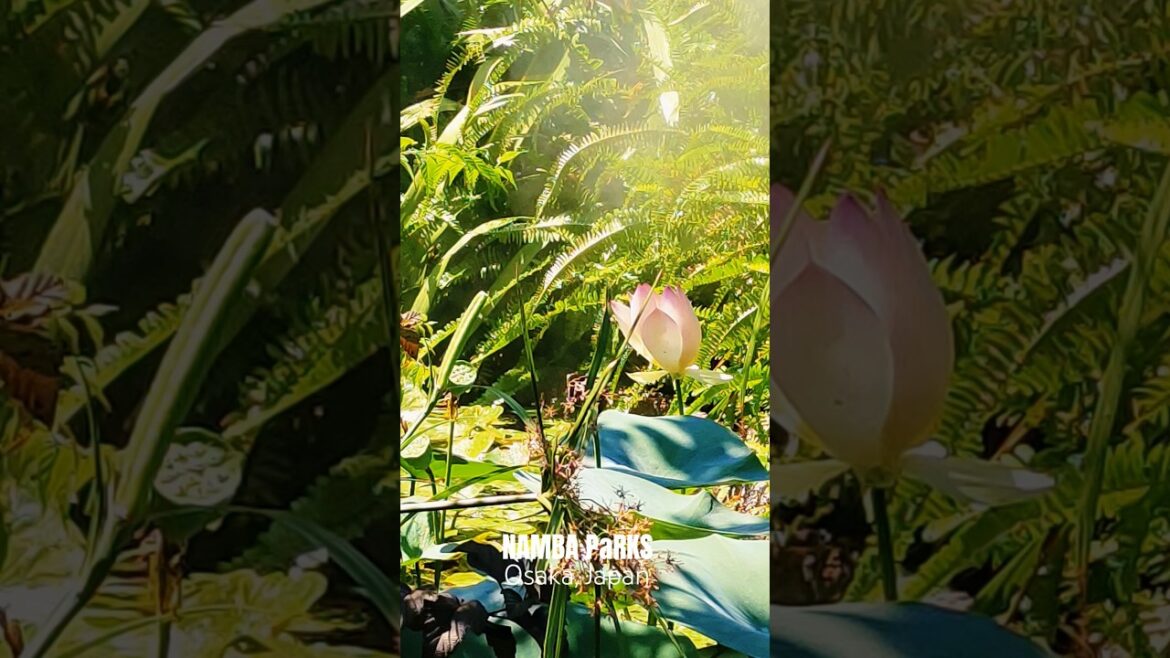 Where City Meets Nature – NAMBA PaRK – The Most Beautiful Urban Oasis – Osaka Japan (Part-7)