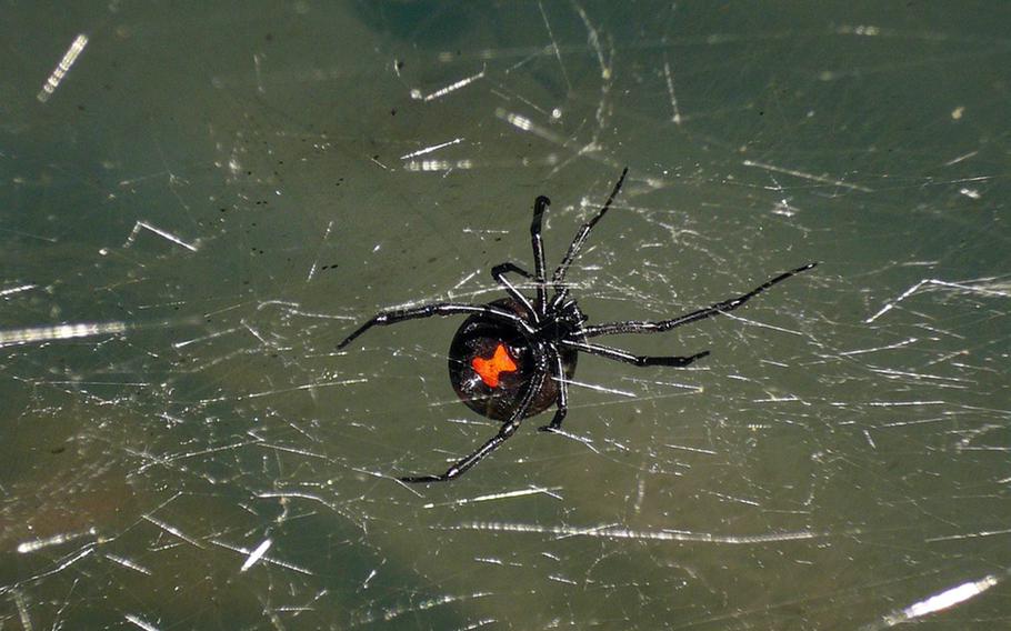 A spider with a orange hourglass-shaped mark on its abdomen sits on a web.