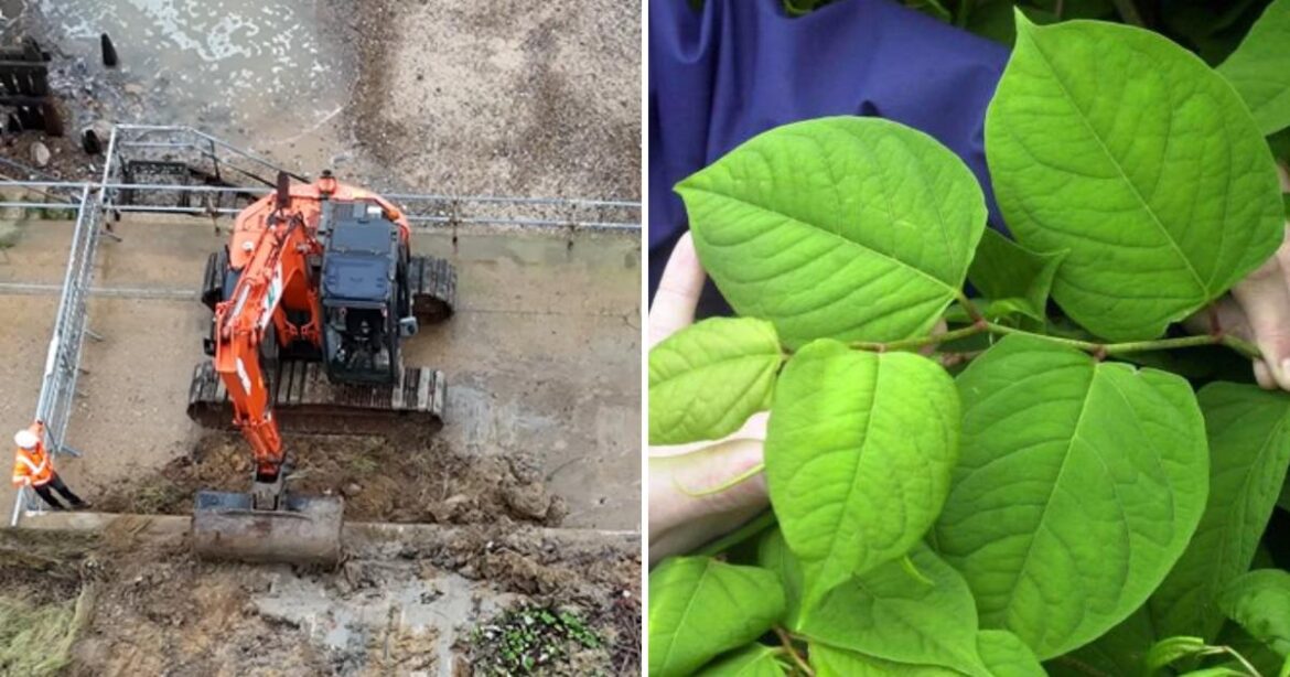 Japanese knotweed removed from cliff in Overstrand