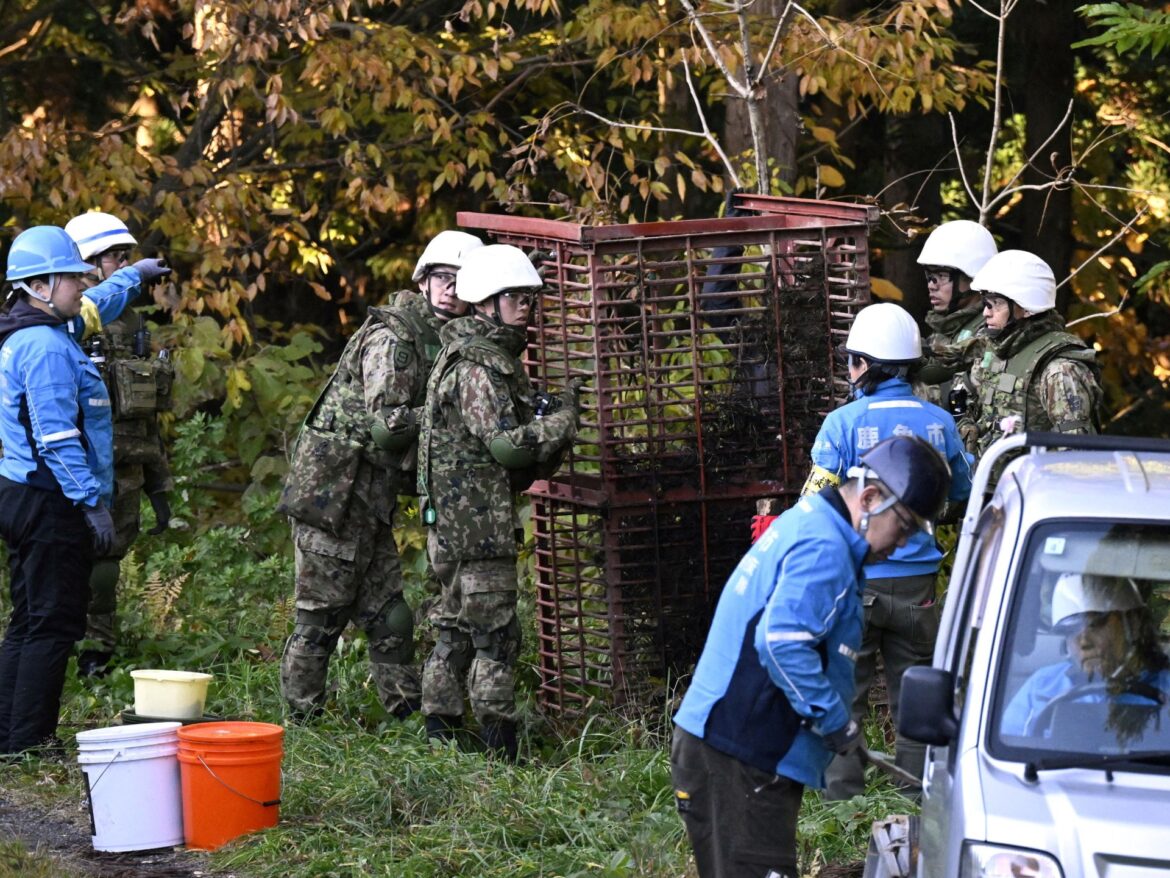 What’s behind a surge in bear attacks in Japan? | Wildlife News