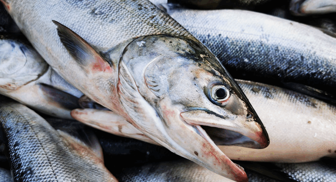 Japan faces 'emergency' 2026 Hokkaido chum outlook as run may fall below 5m salmon