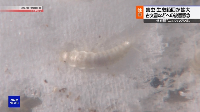 Japanese experts warn of rapid spread of foreign bookworm Japanese experts warn of rapid spread of foreign bookworm