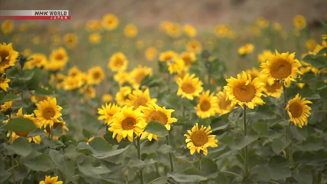 Out-of-season sunflowers bloom in Kyoto Out-of-season sunflowers bloom in Kyoto