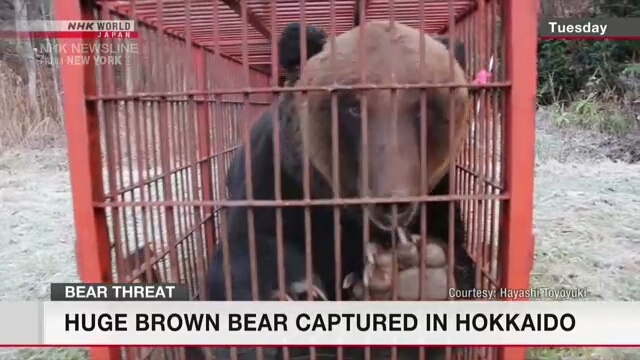 Huge brown bear captured in Hokkaido Huge brown bear captured in Hokkaido