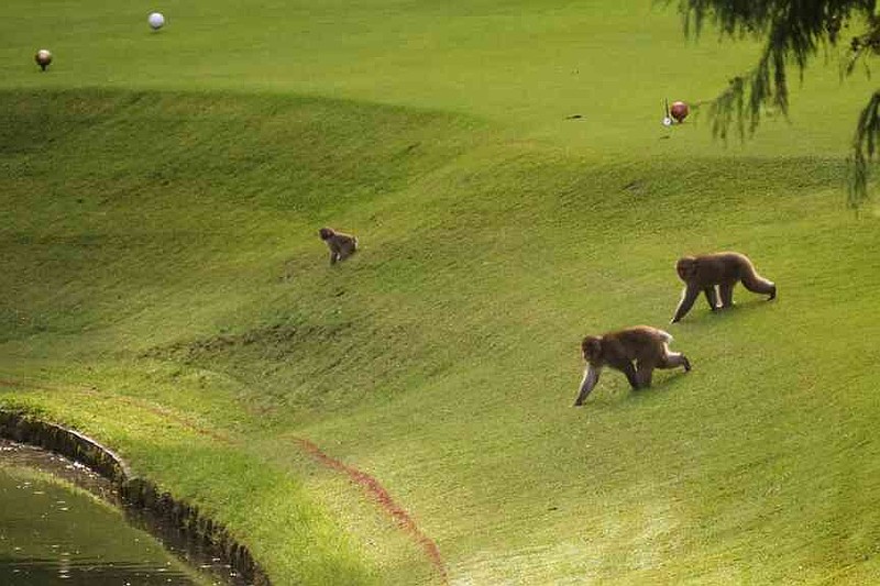 Monkeys move towards a pond to drink water at a golf course in Azumino, central Japan, Thursday, Oct. 2, 2025. (AP Photo/Hiro Komae)