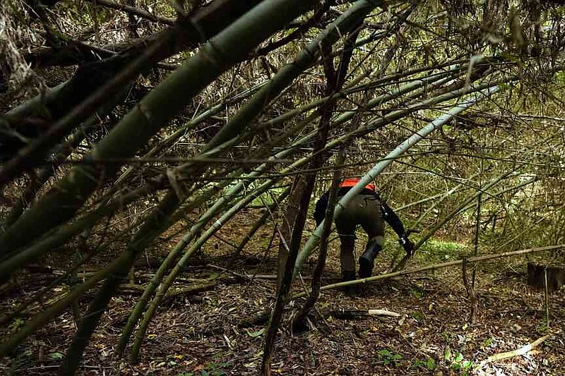 Masaya Miyake, a sub-leader of a squad municipally organized to chase off monkeys, walks through a bamboo forest, while tracking their movements to direct them away from residential areas in Azumino, Thursday, Oct. 2, 2025. (AP Photo/Hiro Komae)