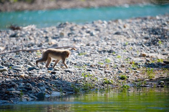 A macaque, or snow monkey, in Kamikochi.