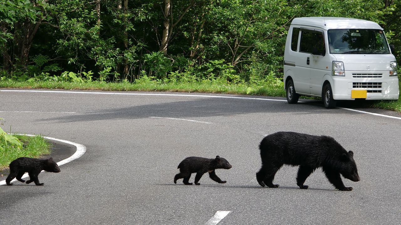 A bear and her cubs crossing a street at the foot of the Kitakami Mountains in Iwate Prefecture in July 2018. (© Satō Yoshihiro)