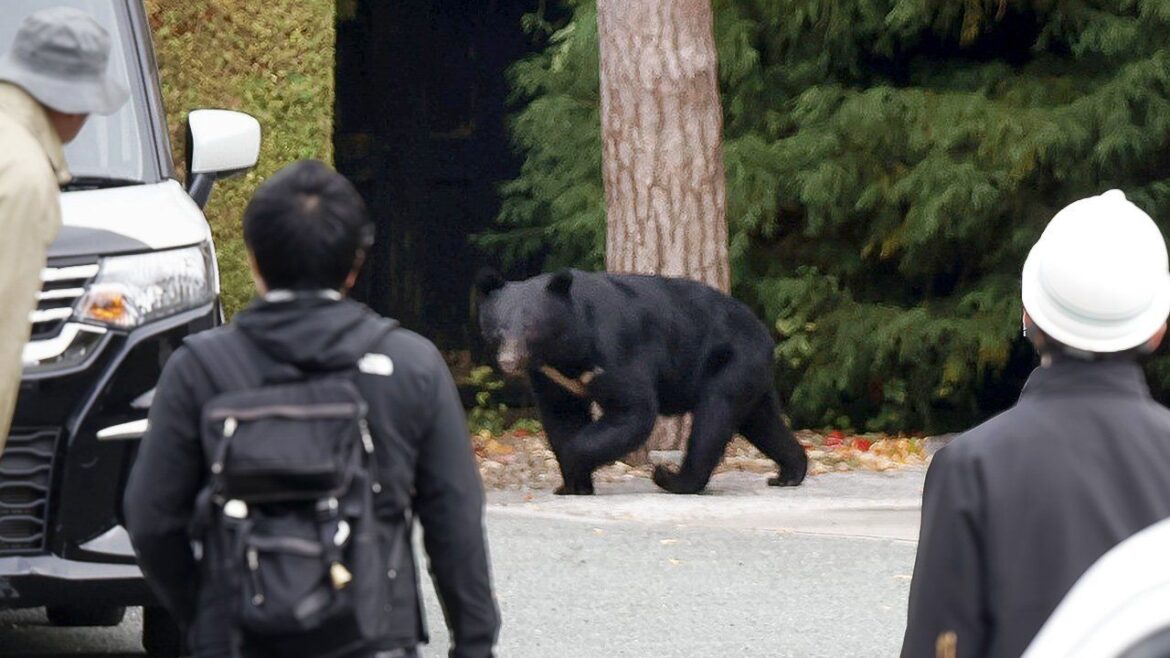 Japanese Bear Expert Sounds Alarm Over Increase in Attacks, Calls for Population Control