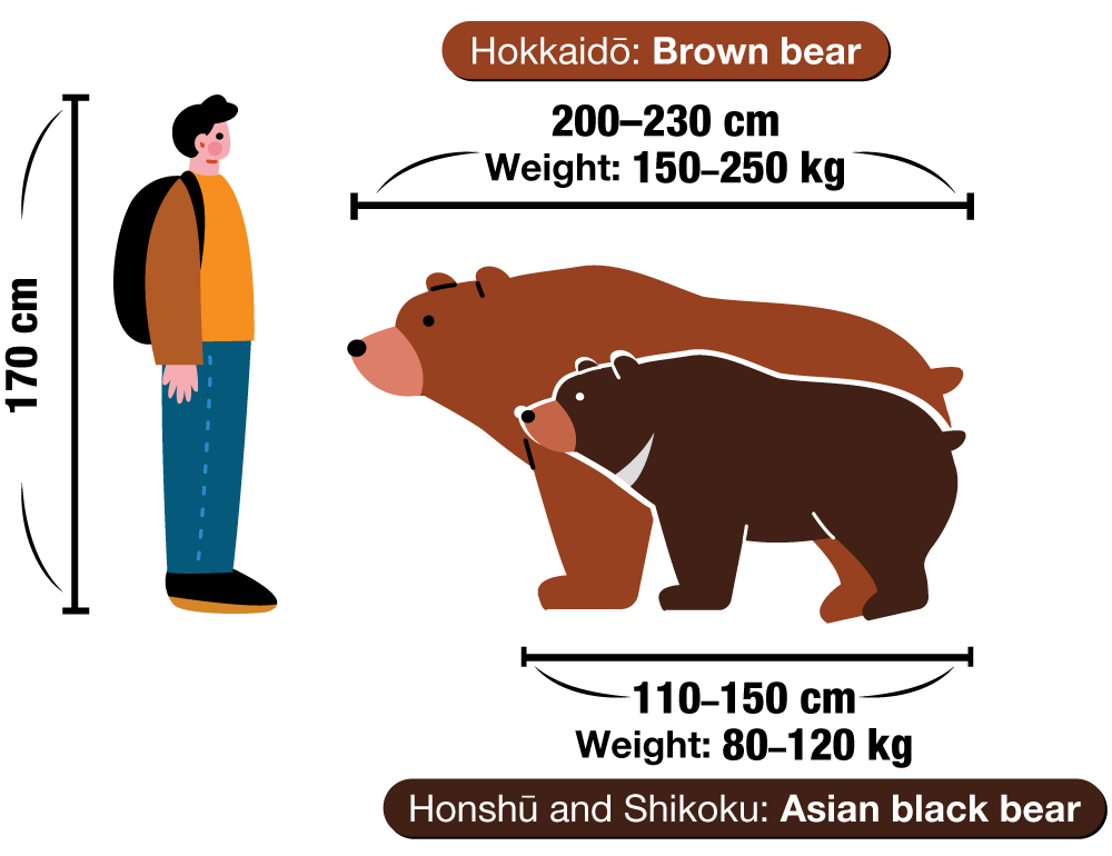 Hokkaidō: Brown bear
