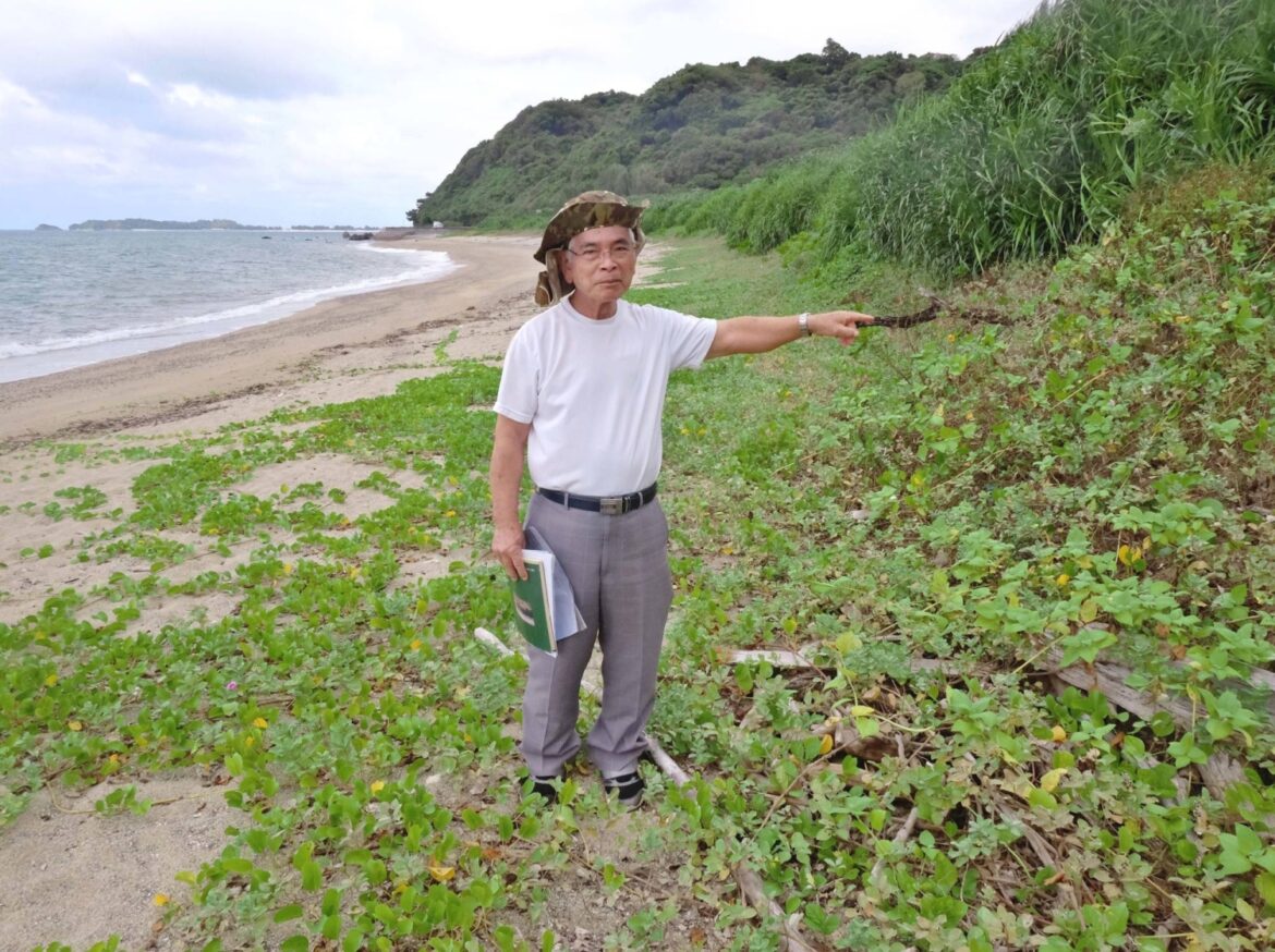Sea turtle eggs in Okinawa being damaged by waves due to coastal erosion Sea turtle eggs in Okinawa being damaged by waves due to coastal erosion