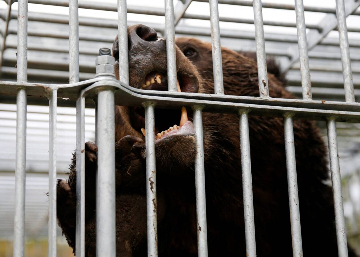 How a small town spat in Hokkaido nearly derailed its bear response measures