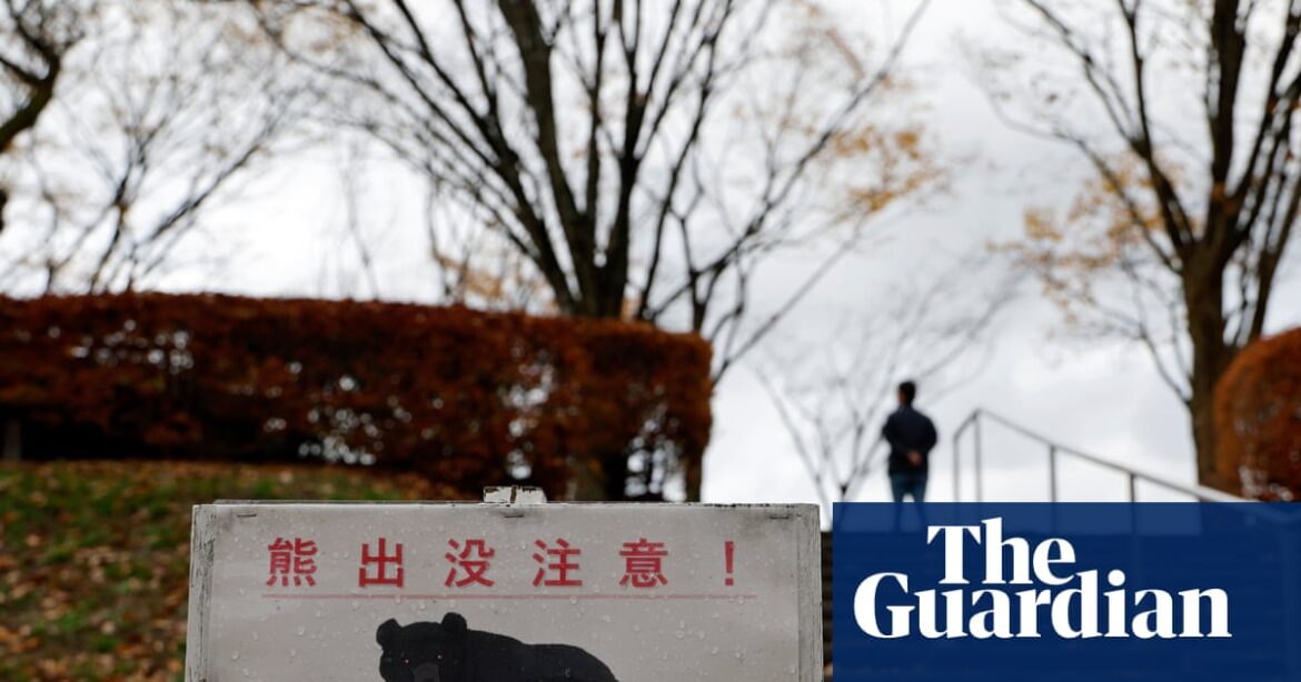 Bear attacks man in public toilet in Japan | Japan