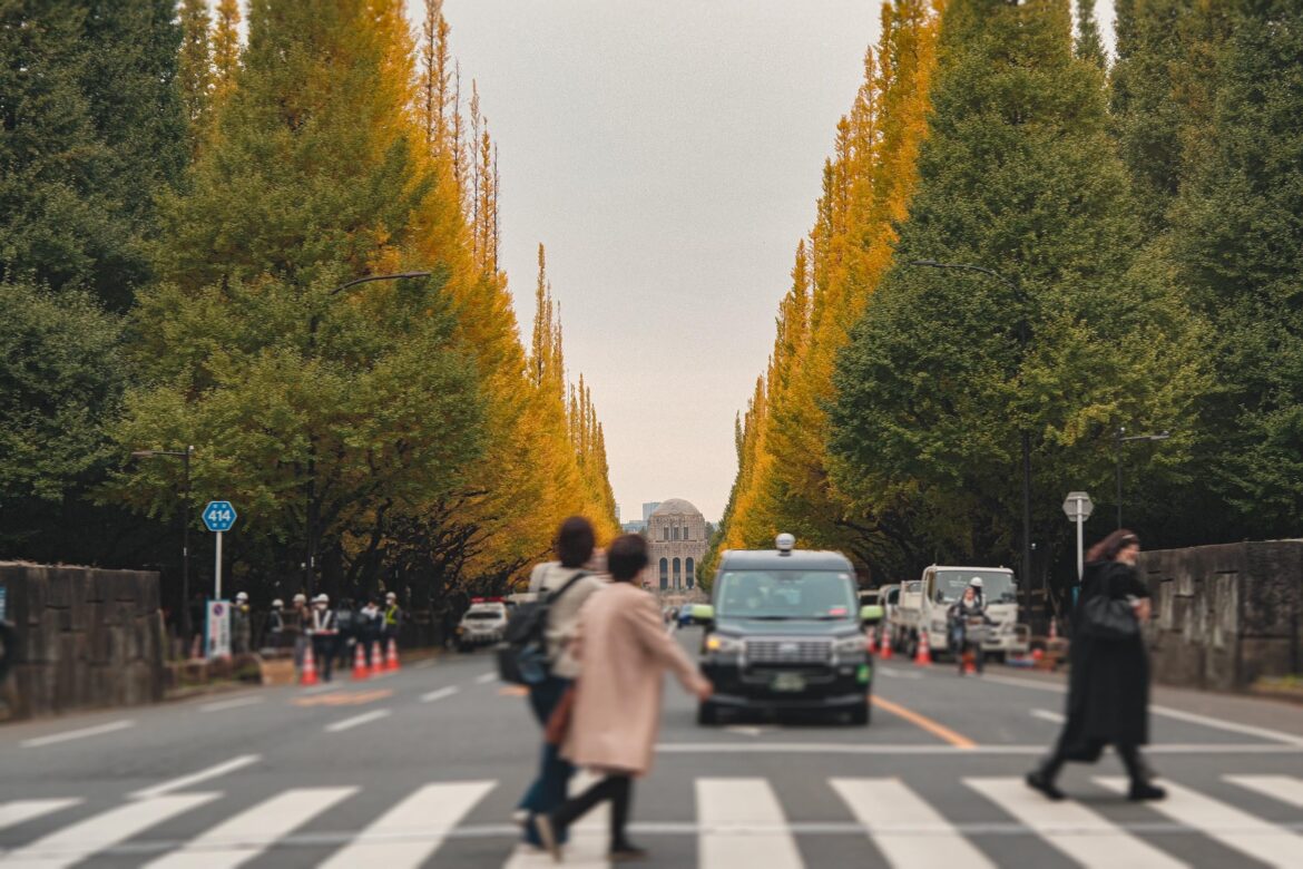Be careful when crossing this road and taking photos of the Ginko trees ...