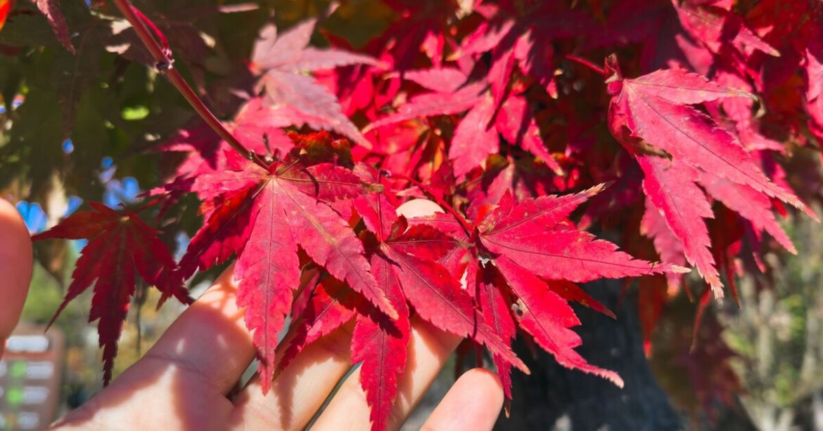 Best time to prune Japanese maples for a better display