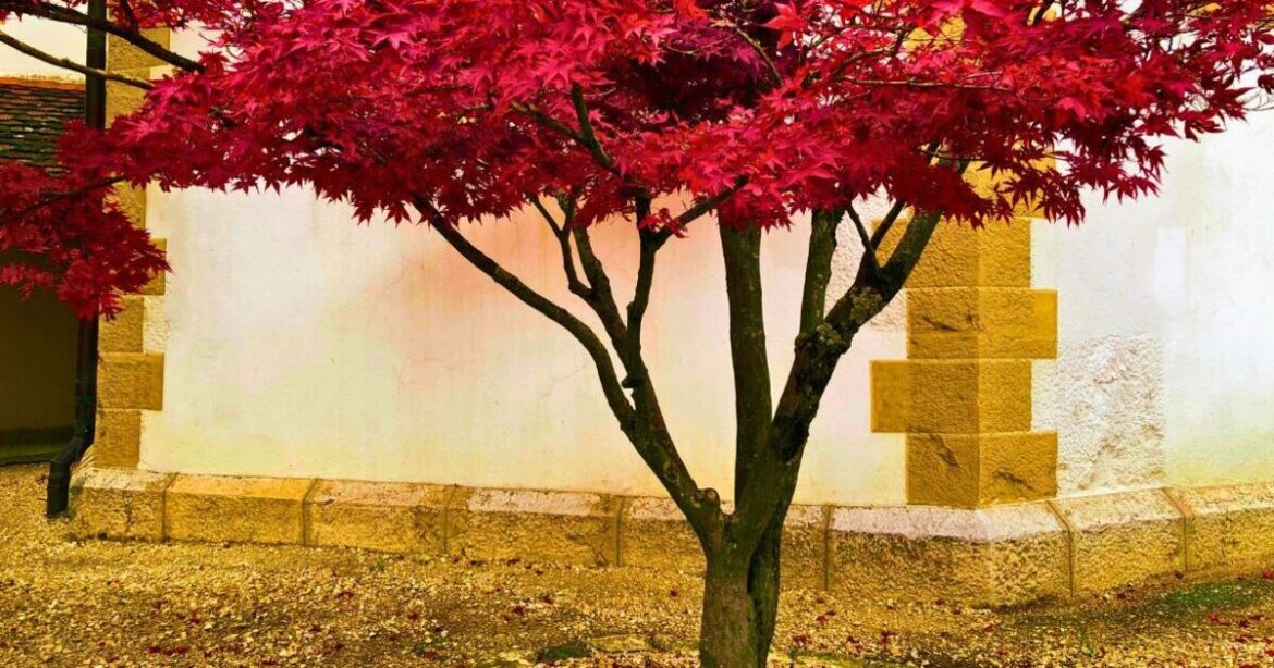 Keep Japanese maples healthy in winter starting with November job Keep Japanese maples healthy in winter starting with November job