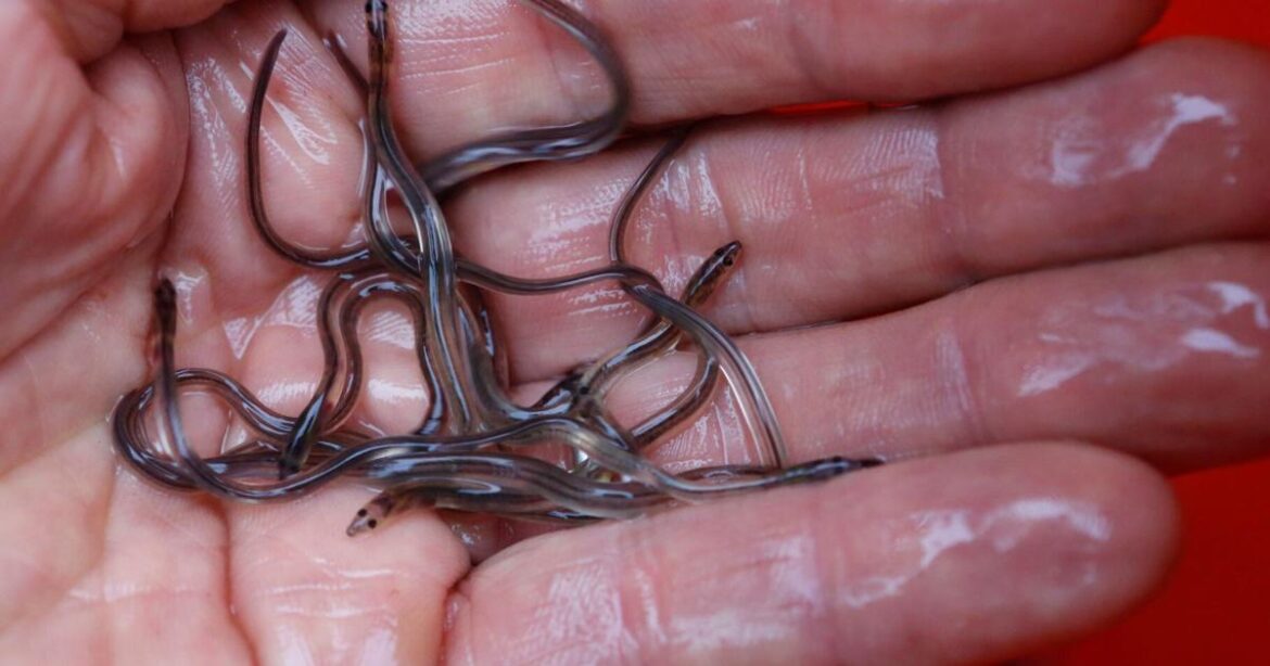 Eel populations are falling, and new protections were defeated. Japan and the US opposed them | Basketball Eel populations are falling, and new protections were defeated. Japan and the US opposed them | Basketball