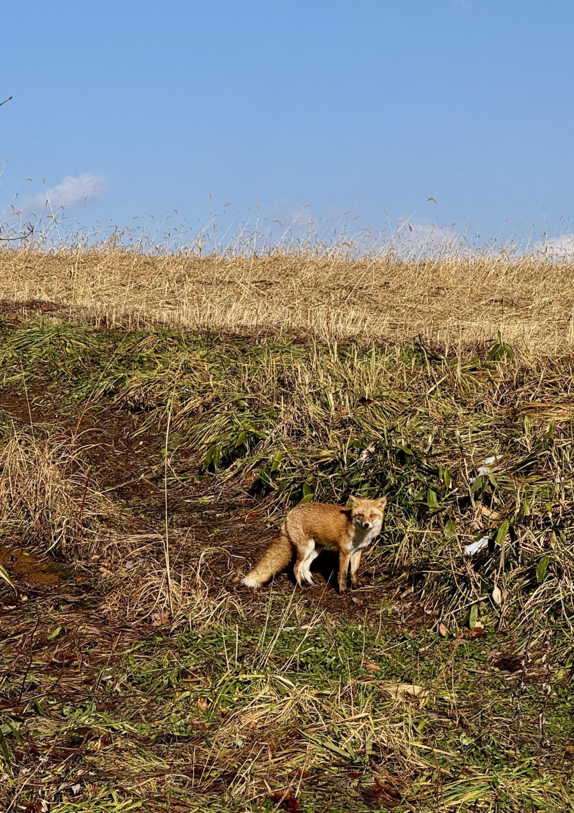 A fox in Niseko this afternoon