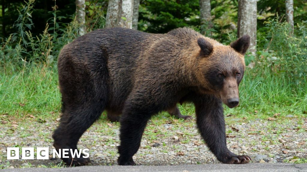 Japan plans to hire hunters as bear attacks rise Japan plans to hire hunters as bear attacks rise