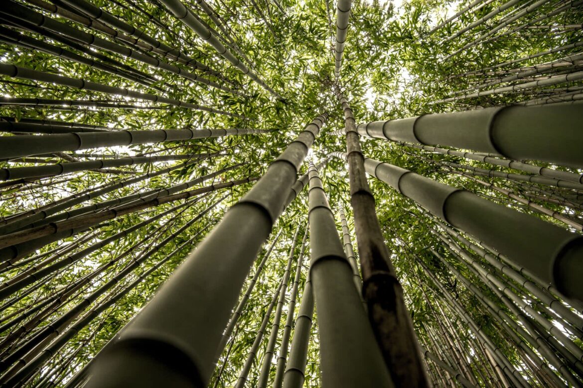 Authorities discover devastating impact of tourists’ thoughtless actions: ‘Will remain visible’ Just outside Kyoto, a thick bamboo forest known as the Arashiyama Bamboo Forest is being endangered by some reckless tourists.