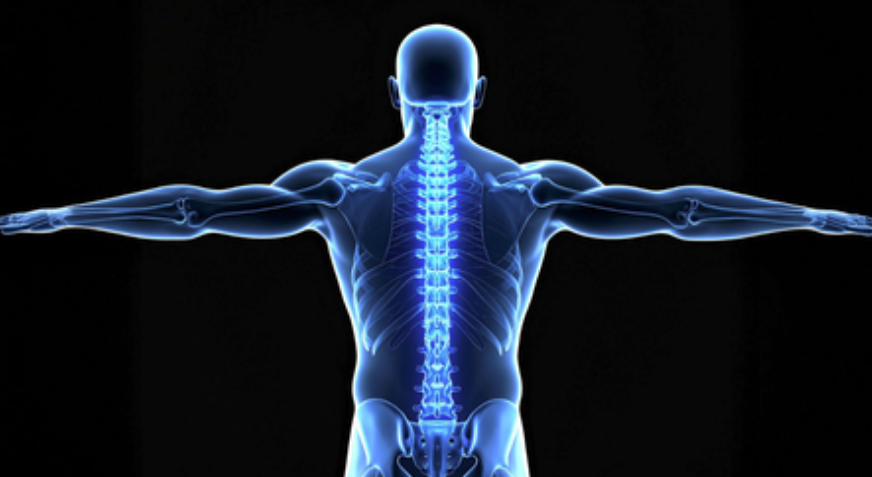 Japanese Researchers Regenerate Bone Using Stem Cells from Fat Tissue India New England News