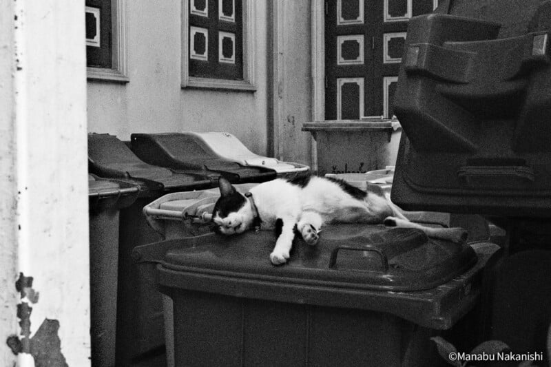 A black and white cat is lying on top of a row of garbage bins in an alleyway, appearing relaxed or asleep. The background shows patterned doors and windows.