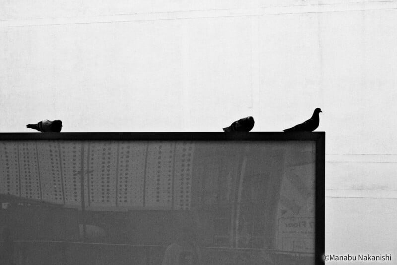 Three pigeons perch on the edge of a rectangular structure against a plain, light-colored background. The image is in black and white, with strong contrast and minimal details.
