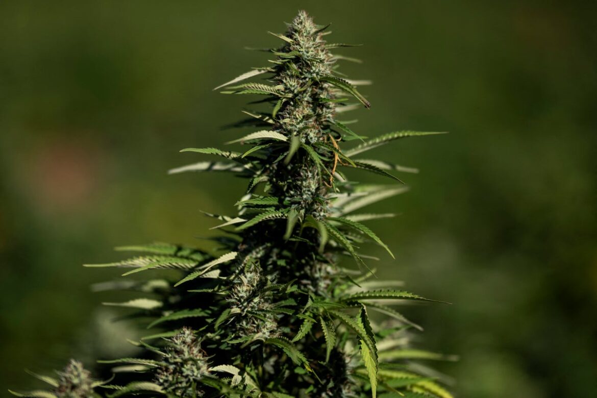 Japanese men caught with 43kg cannabis at Malaysia airport