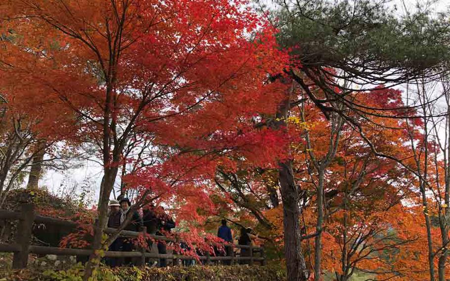 Fall foliage around the Goshikinuma ponds.