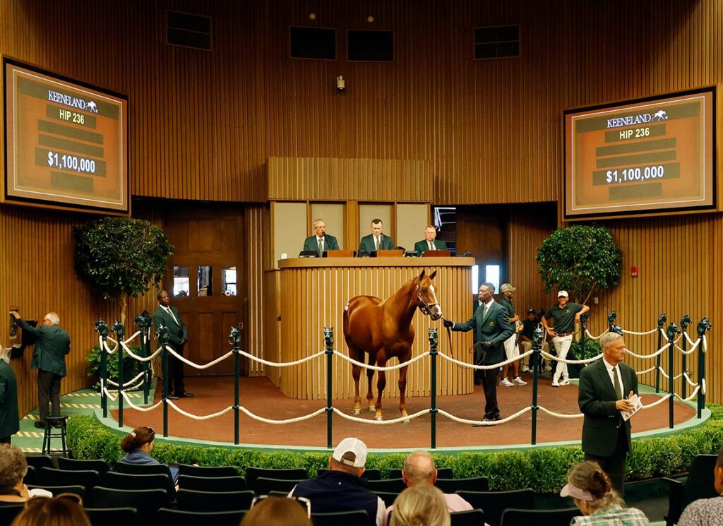 Seven-Figure Constitution Colt Makes First Appearance At Kyoto