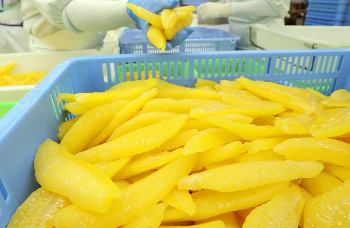 Hokkaido Seafood Company Packs Kazunoko Salted Herring Roe, A Popular Item in Osechi New Year’s Meals Hokkaido Seafood Company Packs Kazunoko Salted Herring Roe, A Popular Item in Osechi New Year’s Meals