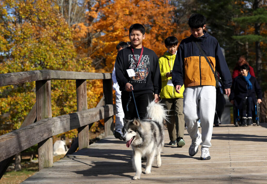 Nanae students savor visit to Concord Shogo Kimura, one of nine students from Nanae, Japan, leads Yaz, a dog beloning to Court Booth of the Concord Nanae Network, across North Bridge on Tuesday, October 28, 2025. Ken McGagh/The Concord Bridge