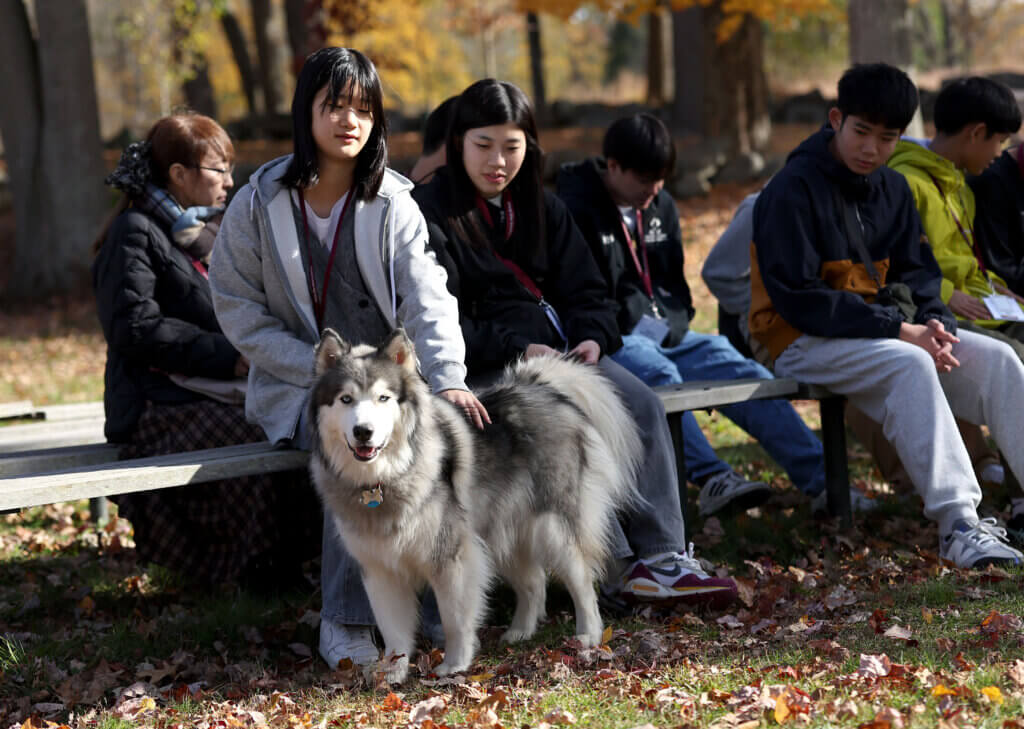 Ryoka Koishi, a student visitor from Nanae, Japan, pets Yaz, a dog belonging to Court Booth of the Concord Nanae Network, during a visit to North Bridge on Tuesday, October 28, 2025. Ken McGagh/The Concord Bridge