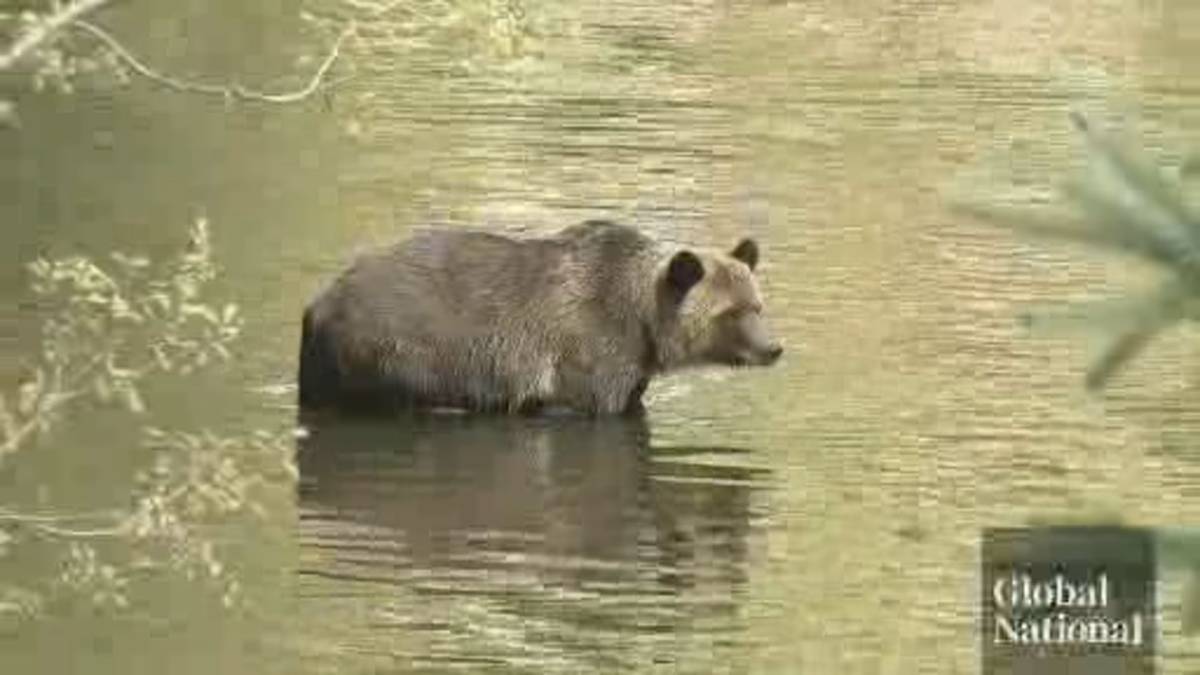Click to play video: 'Bella Coola bear attack sparks calls to rethink hunting ban in Alberta, B.C.'