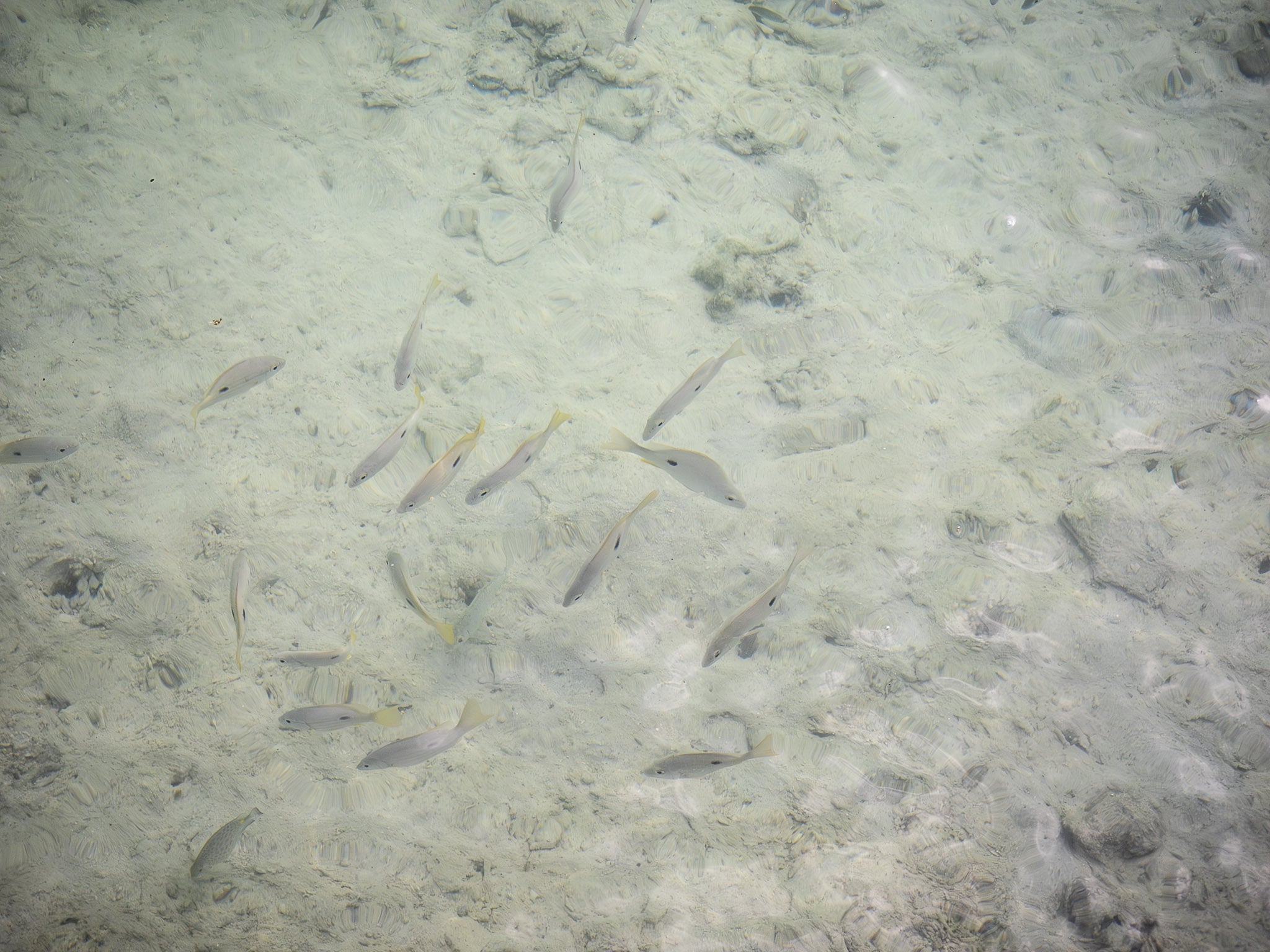 Fish under the clear waters of Nishi Pier
