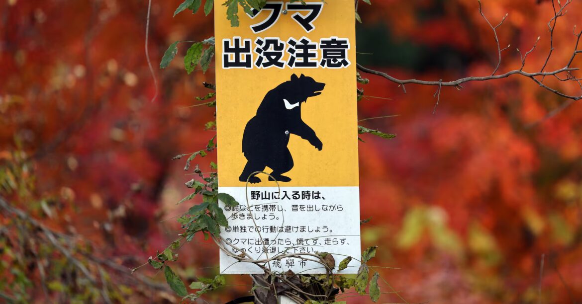 Japanese tourist village battles to keep bears at bay