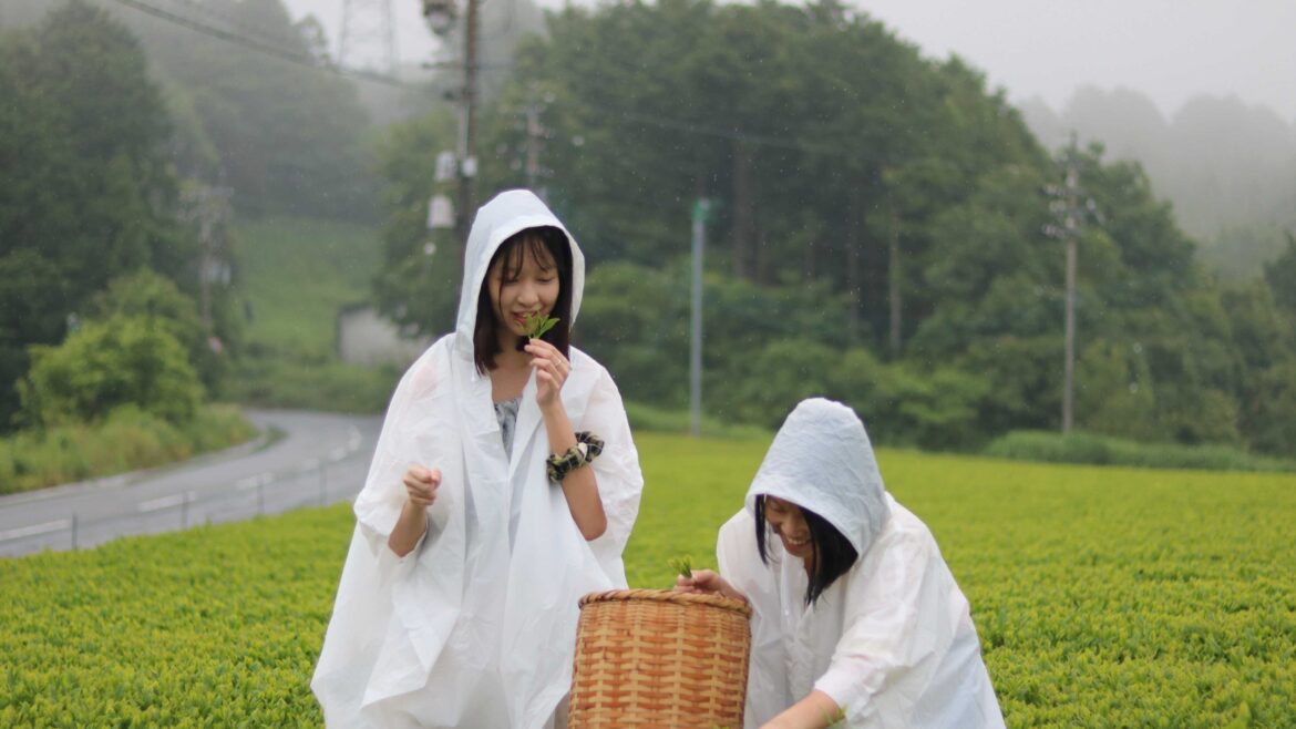 Hong Kong students explore sustainable travel at a green tea farm in Japan cover
