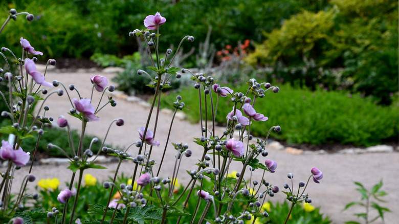 Japanese anemones in the rain